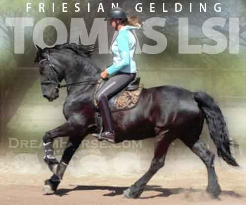 Horse ID: 2244137 Tomas LSI