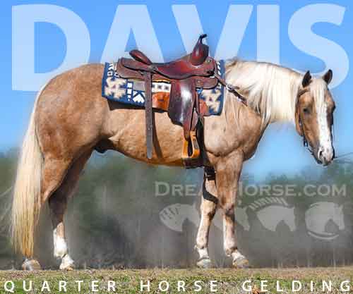 Horse ID: 2244660 Davis