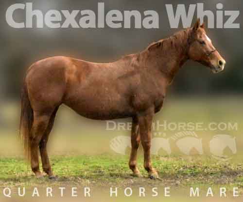 Horse ID: 2244768 Chexalena Whiz