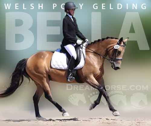 Horse ID: 2244912 Bella