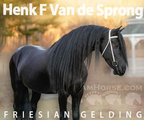 Horse ID: 2245027 Henk F Van de Sprong