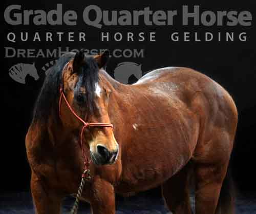 Horse ID: 2245588 Grade Quarter Horse