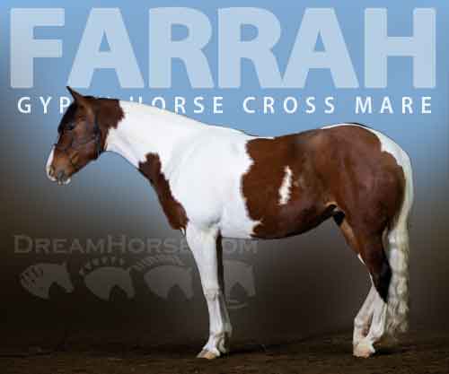 Horse ID: 2245641 Farrah