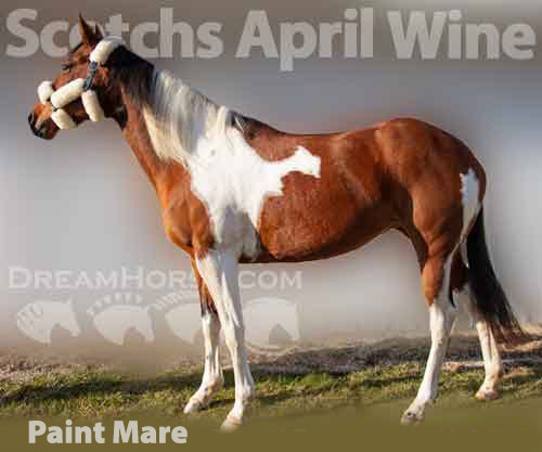 Horse ID: 2246305 Scotchs April Wine