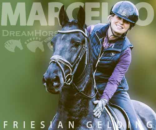 Horse ID: 2246445 Marcello