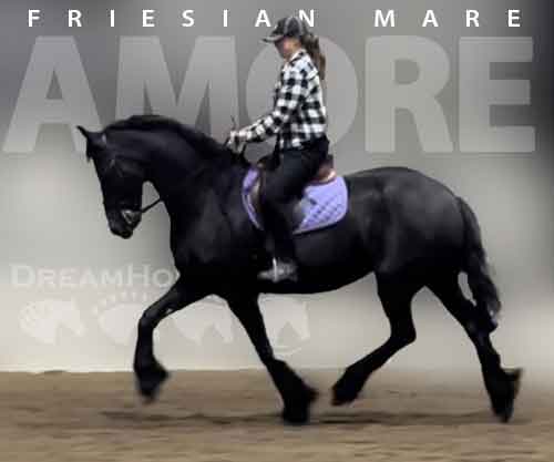 Horse ID: 2247348 Amore fan’e Ridderdijk
