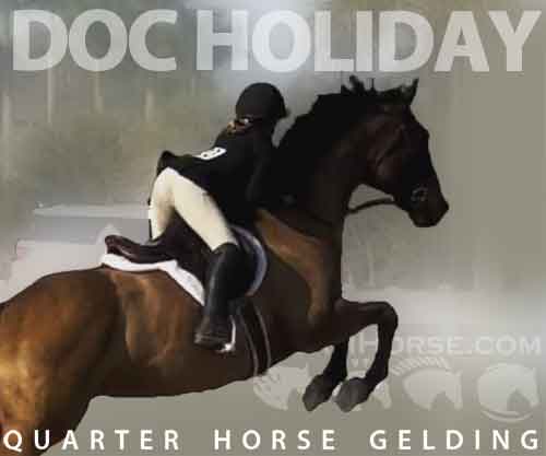 Horse ID: 2247719 doc holiday