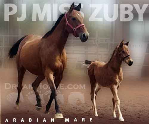 Horse ID: 2248387 PJ Miss Zuby