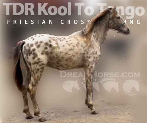 Horse ID: 2248998 TDR Kool To Tango