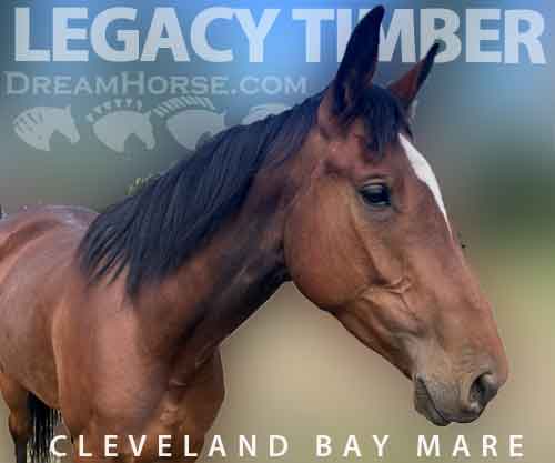 Horse ID: 2249475 Legacy Timber