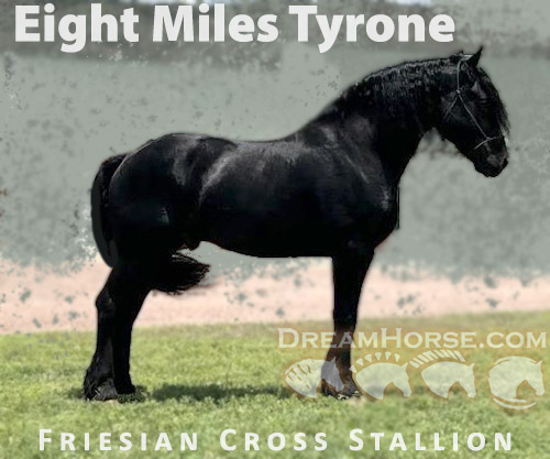 Horse ID: 2250315 Eight Mile's Tyrone