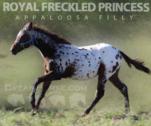 Horse ID: 2250560 ROYAL FRECKLED PRINCESS