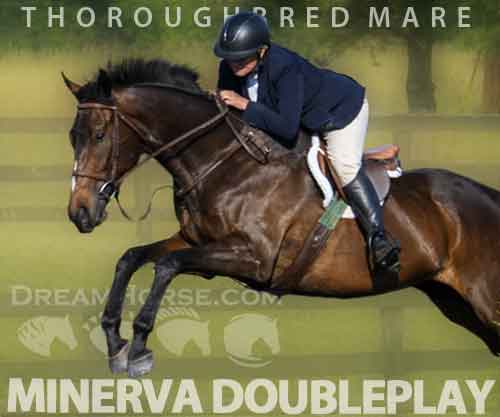 Horse ID: 2250649 Minerva Doubleplay