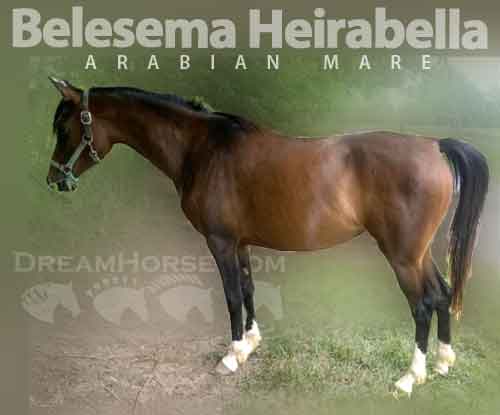 Horse ID: 2251166 Belesema Heirabella