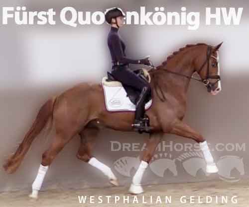 Horse ID: 2251648 Fürst Quotenkönig HW at www.HWfarm.com