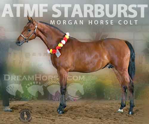 Horse ID: 2252137 ATMF Starburst