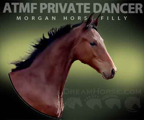 Horse ID: 2252445 ATMF Private Dancer