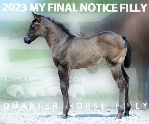 Horse ID: 2253624 My Final Hope