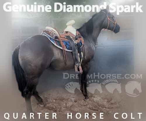Horse ID: 2254583 Genuine Diamond Spark