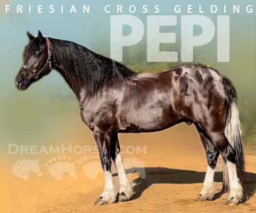 Horse ID: 2255727 Pepi