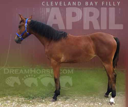 Horse ID: 2256724 April