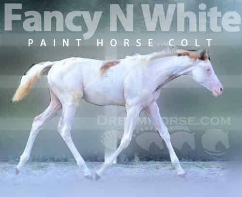 Horse ID: 2257252 Fancy N White -homozygous splash