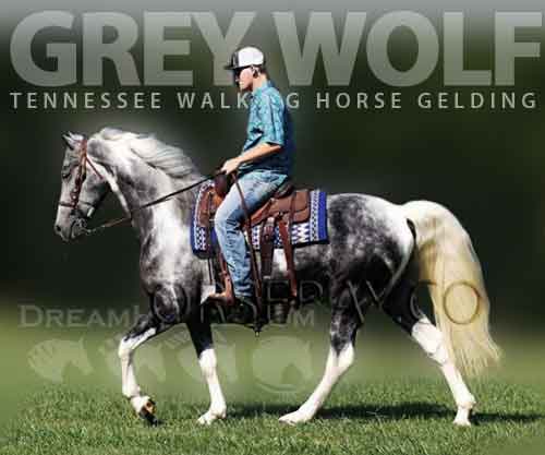 Horse ID: 2257316 Grey Wolf
