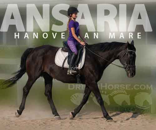 Horse ID: 2257330 Ansaria