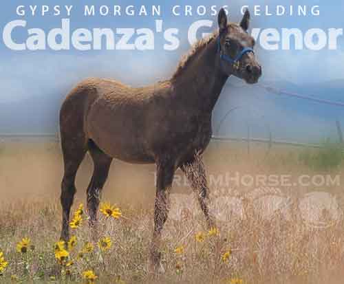 Horse ID: 2257826 Cadenza's Govenor