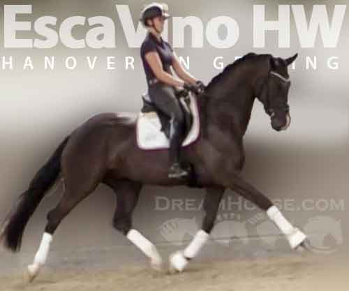 Horse ID: 2258300 EscaVino HW at www.HWfarm.com