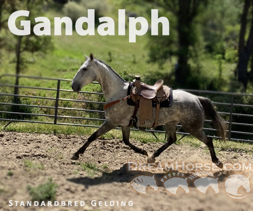 Horse ID: 2258406 Gandalf