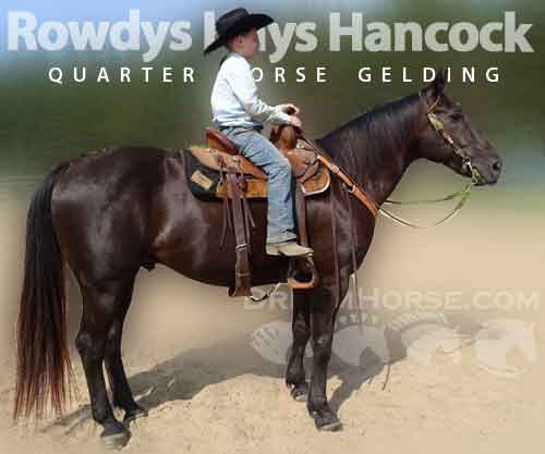 Horse ID: 2258951 Rowdys Hays Hancock