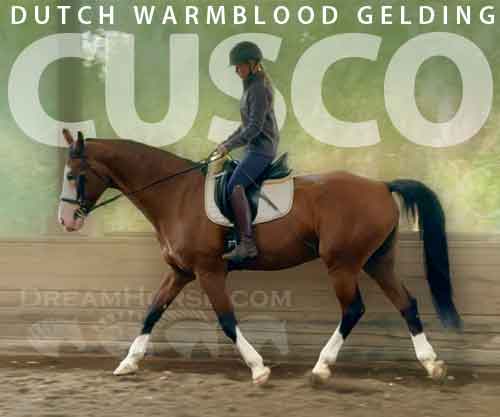 Horse ID: 2259121 Cusco