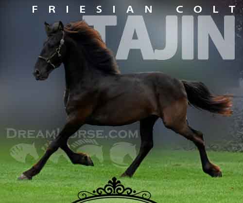 Horse ID: 2259178 Tajin