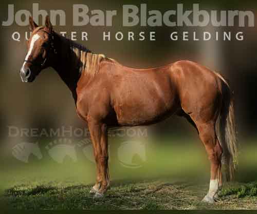 Horse ID: 2259272 John Bar Blackburn
