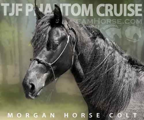 Horse ID: 2259301 TJF Phantom Cruise
