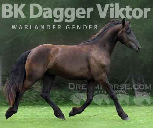 Horse ID: 2259302 BK Dagger Viktor
