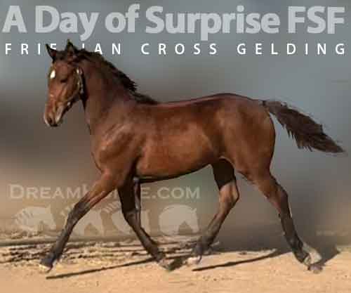 Horse ID: 2259460 A Day of Surprise FSF