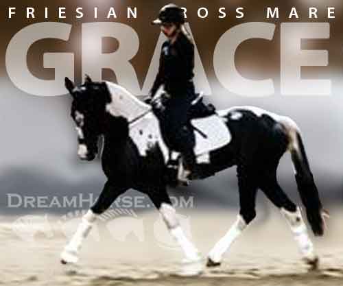 Horse ID: 2259931 Grace