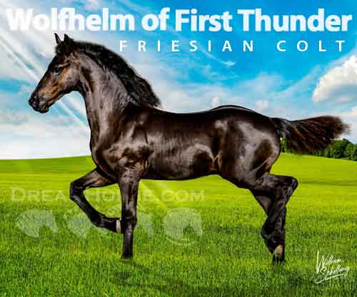 Horse ID: 2260231 Winter Raven of First Thunder