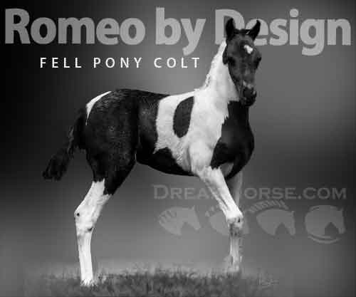 Horse ID: 2260234 Romeo by Design