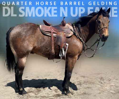 Horse ID: 2260296 DL SMOKE N UP FAME
