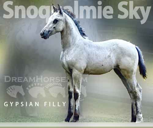 Horse ID: 2260945 Sela’s Snoqualmie Sky