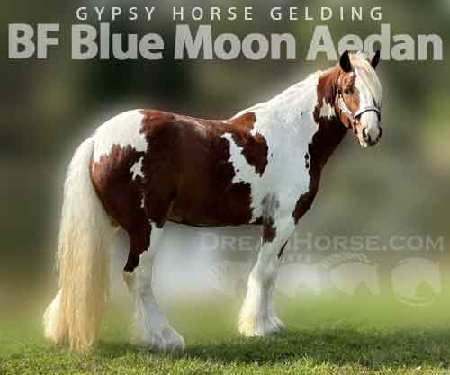 Horse ID: 2261221 BF Blue Moon Aedan