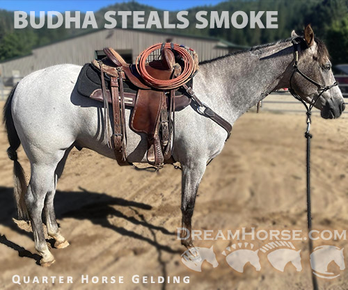Horse ID: 2261276 Budha Steals Smoke