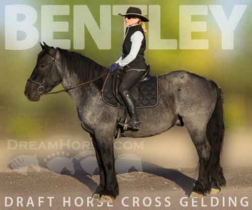Horse ID: 2261457 Bentley
