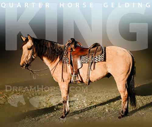 Horse ID: 2261464 King