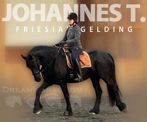 Horse ID: 2261501 Johannes T.