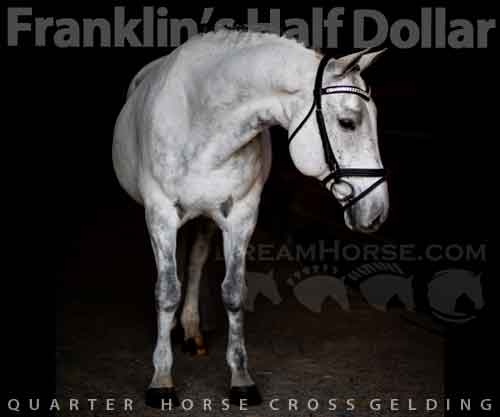 Horse ID: 2261516 Franklin’s Half Dollar