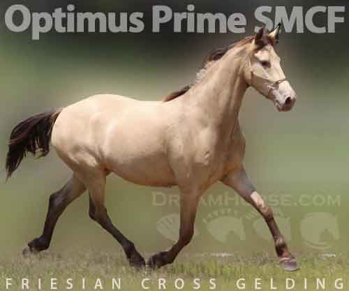 Horse ID: 2261560 Optimus Prime SMCF